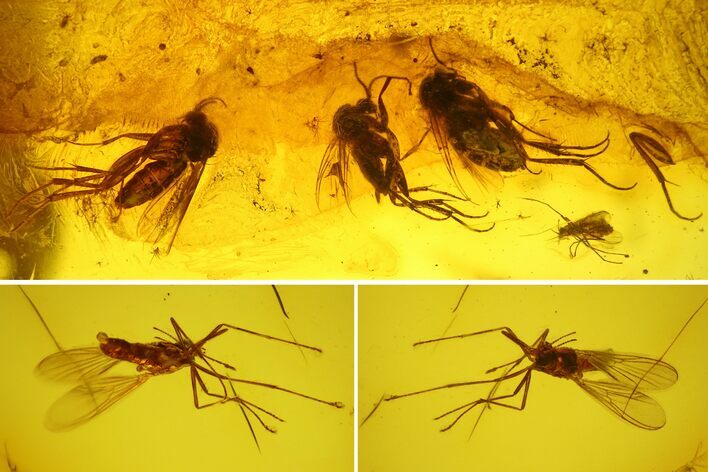 Five Detailed Fossil Flies (Diptera) In Baltic Amber #145486